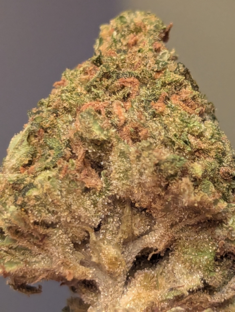 Jack Herer THCA Flower
